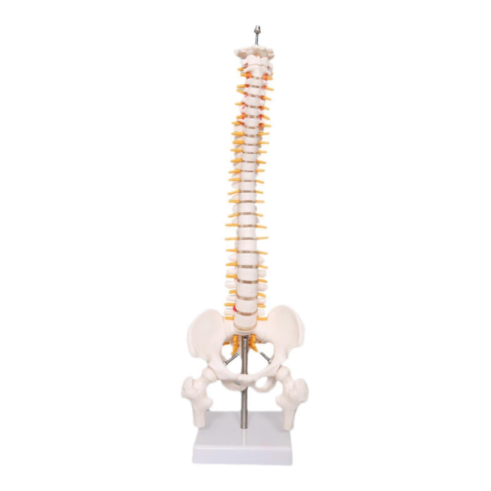 Human Spine Model Scientific Vertebral Column Model for School Science Study