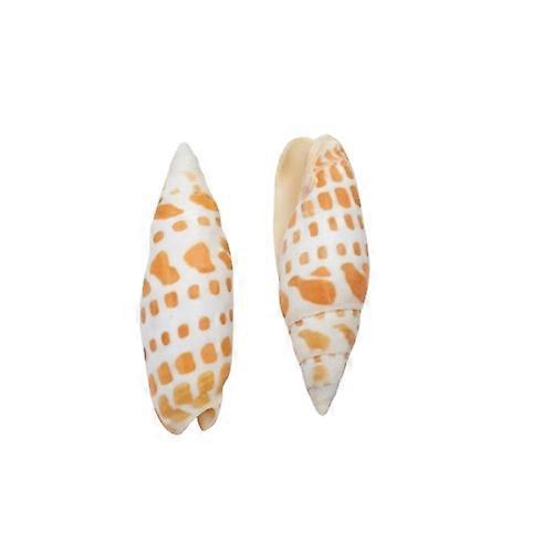 Natural Koi Turrid Shells For Aquarium Landscaping, Home Decor