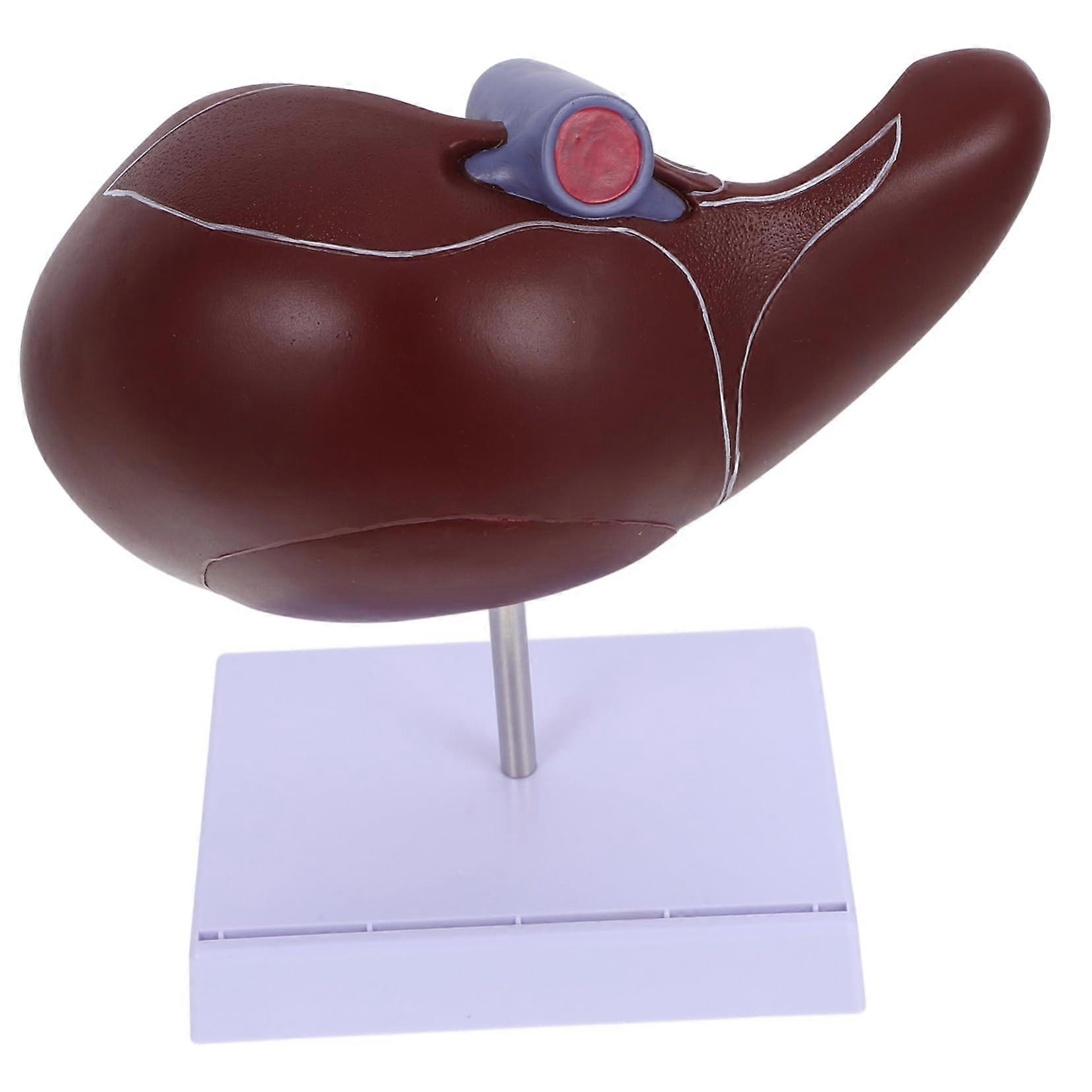 Human Liver Anatomical Model with Base Realistic Anatomy Display Educational Tool for Classroom Teaching
