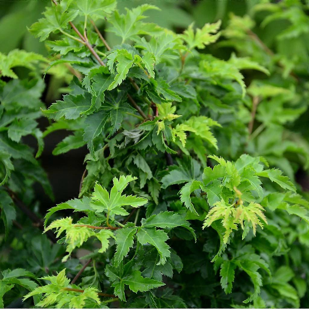 Acer palmatum 'Shishigashira', japanilainen vaahtera, vartettu, korkeus 60 cm, 2 litran ruukku.