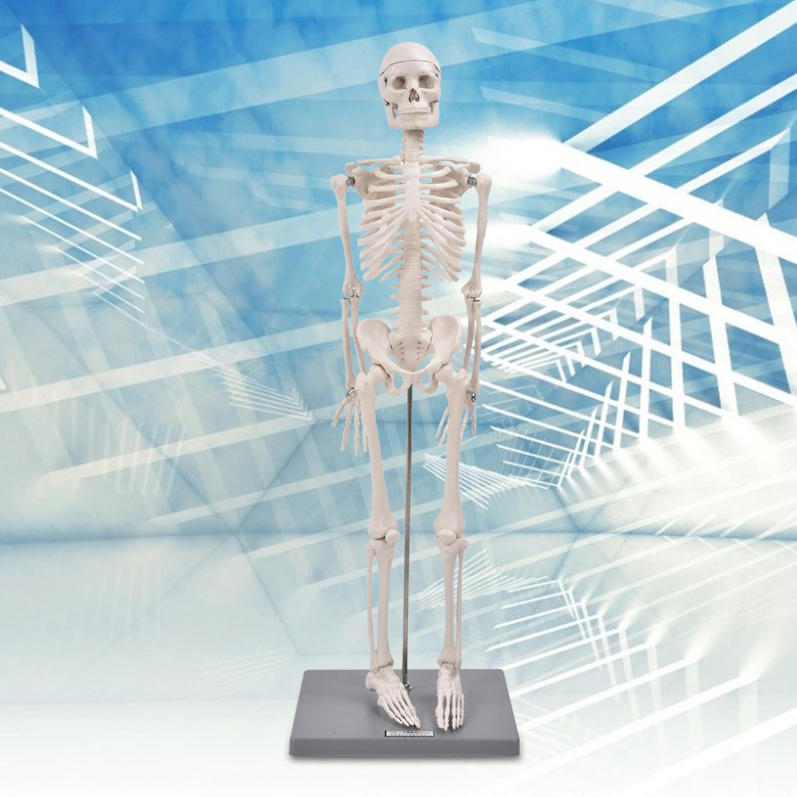 85cm Human Skeleton Model with Stand, Biological Experiment Tool for Anatomical Teaching