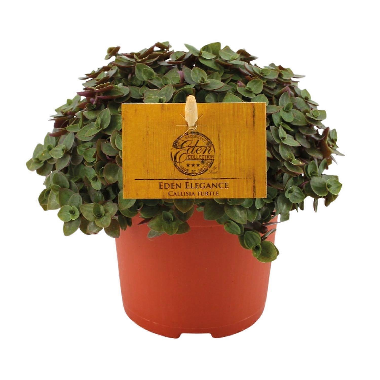 Callisia Turtle - 15cm - Ø10,5cm