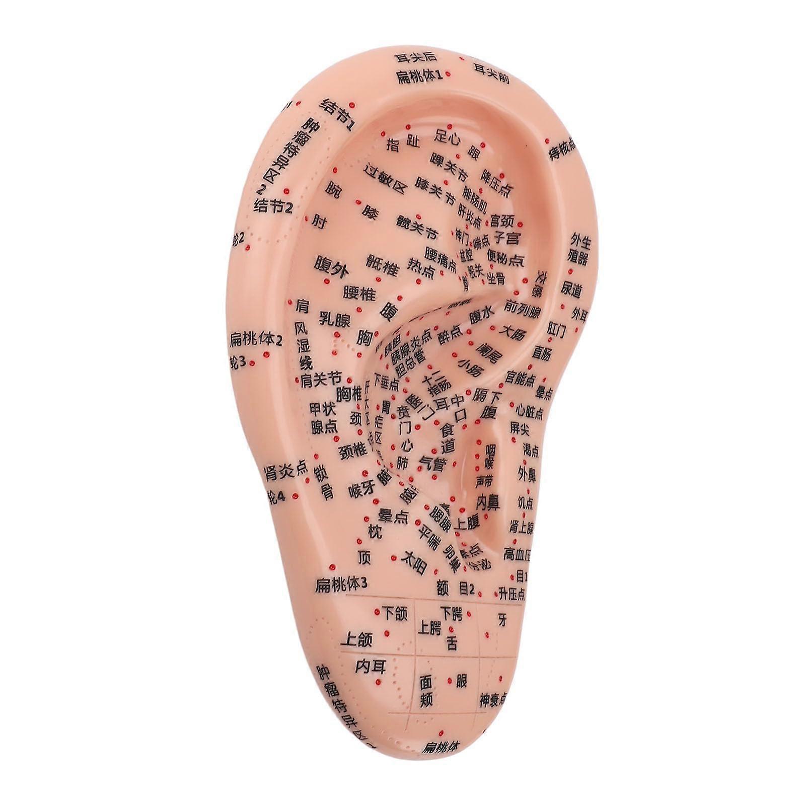 Human Ear Acupuncture Point Model, Transparent Labeling, Universal PVC Ear Acupuncture Model for Learning