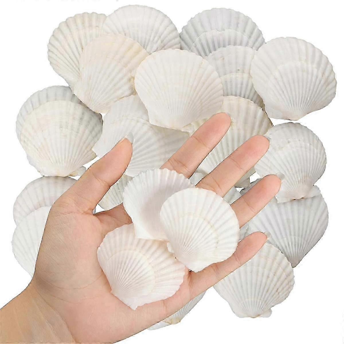 40PCS Natural Scallop Shells 1.4-2.4 Inch White Small Sea Shells for Crafts, Bulk Real Seashells for DIY Projects