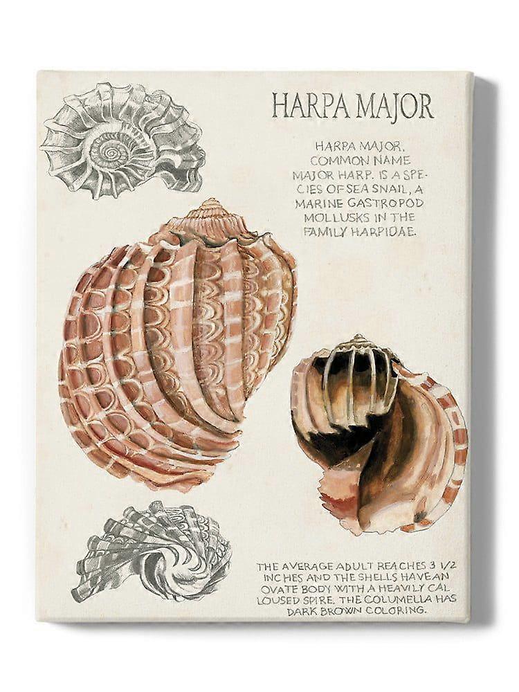 Seashell Field Notes Ii Wrapped Canvas -Naomi McCavitt Designs,-ouyac315