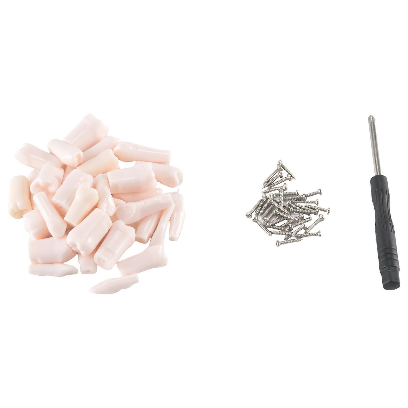 32Pcs Dental Model Teeth Model for Typodont Dental Teeth Model Removable Teeth Use for Practice and Teaching