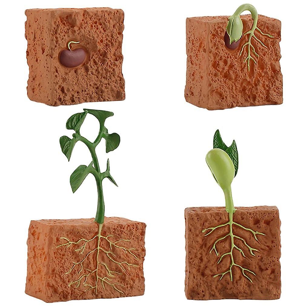Simulation Life Cycle Of A Green Bean Plant Growth Cycle Model Action Figures Collection Science Educational Toys For Children