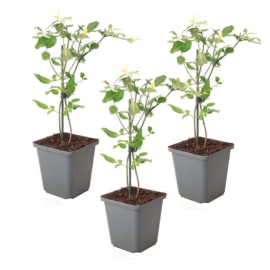 Jasmin - 3 Stk. - Jasminum 'Summer Scent' - Höhe 25-40cm - ⌀9cm