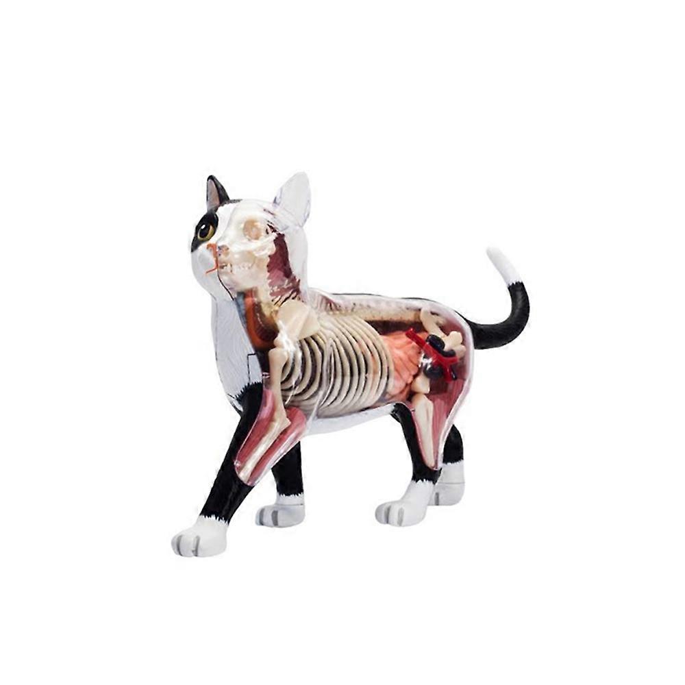 Anatomia organelor animale Model 4D Cat Intelligence Asamblare Jucărie Predarea Anatomiei Model Aparate DIY