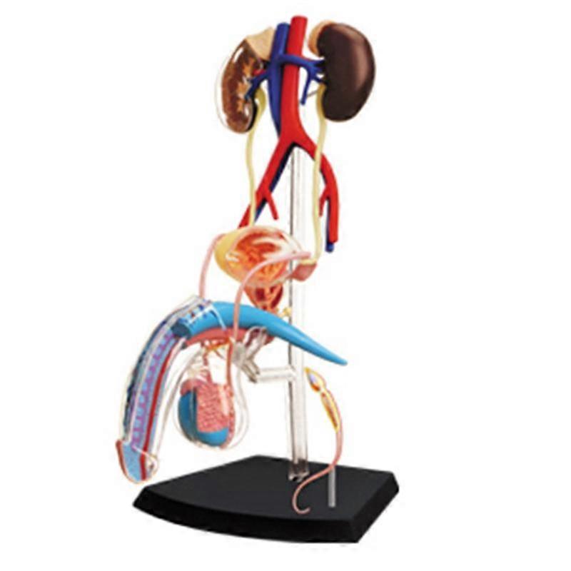 Medical Torso Human Body Model Education Male Reproductive System Model for Student Teaching Study Assembling Model
