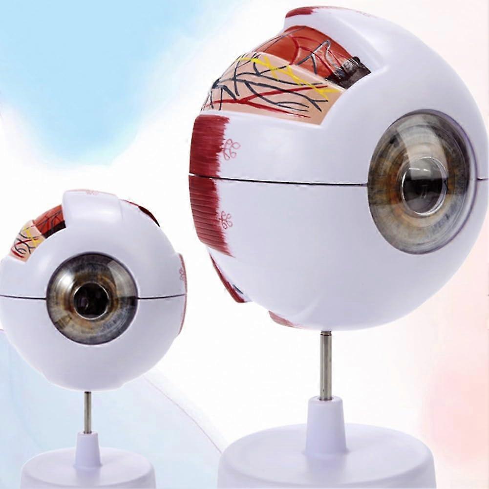 Realistic Anatomical Eye Model, 3x 6x Magnification for Physiology and Hygiene Concepts (3x)