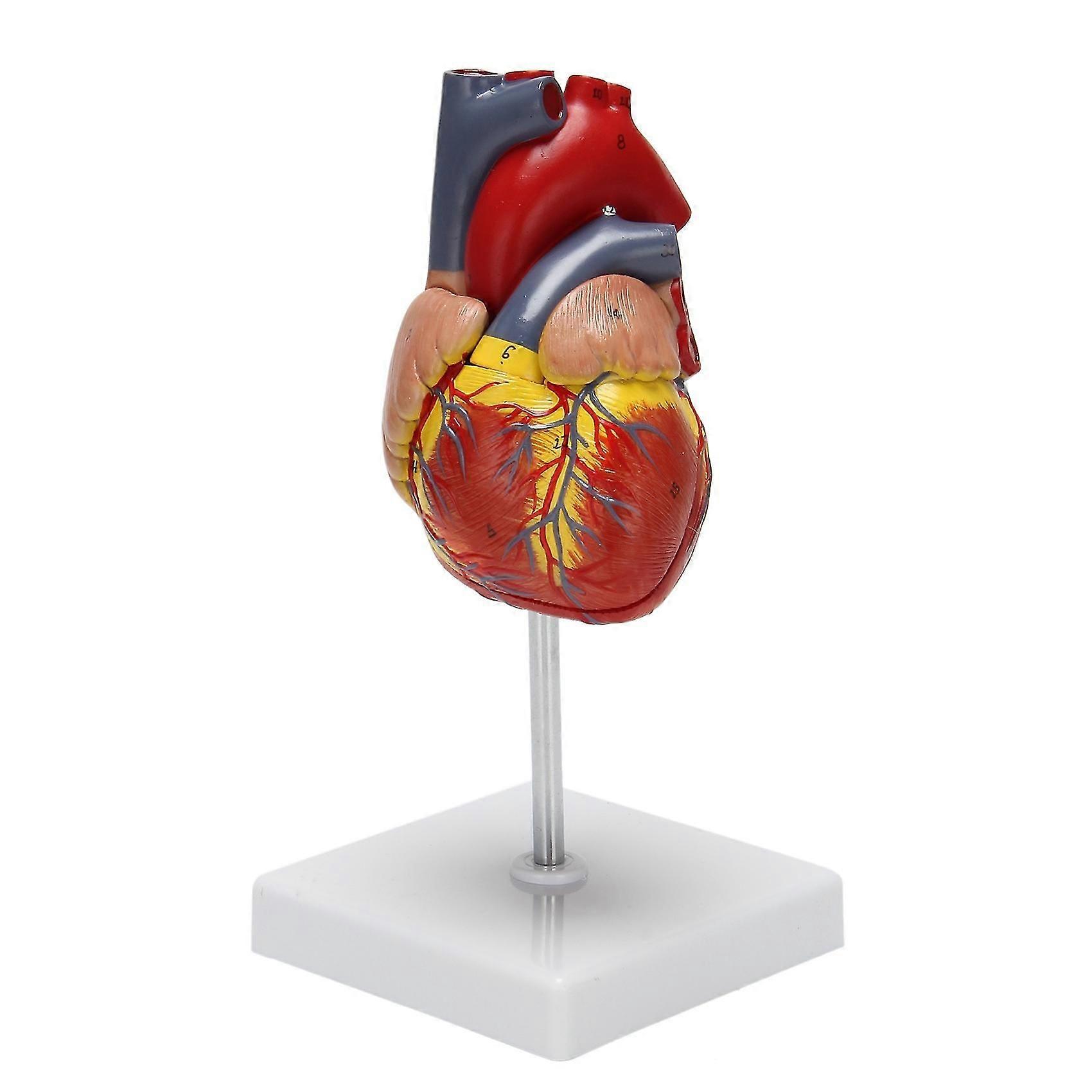 1: 1 Human Heart Model, Anatomically Accurate Heart Model Life Size Human Skeleton Anatomy Compatible Science Classroom Study Display Teaching Medical