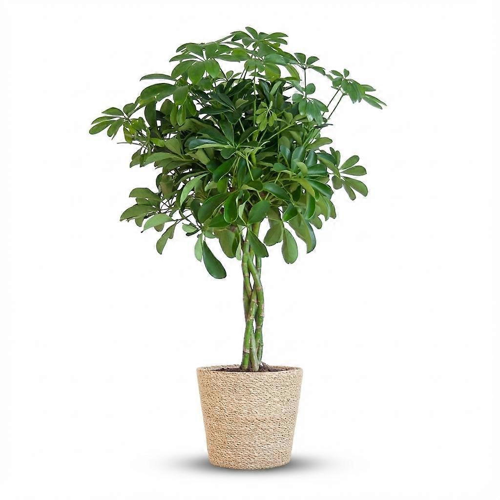 Schefflera Arab Nora met Mand Sofia naturel - 70-80cm - Ø21cm