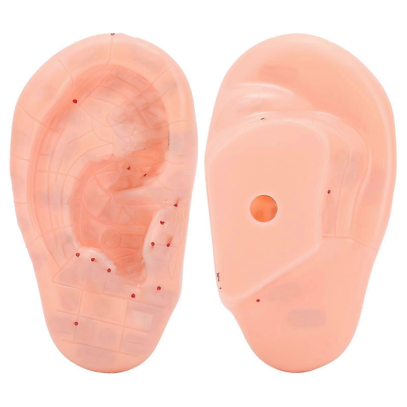 Ear Zone Model Ear Acupoint Pressure Point Learning Human Acupuncture Model 13cm
