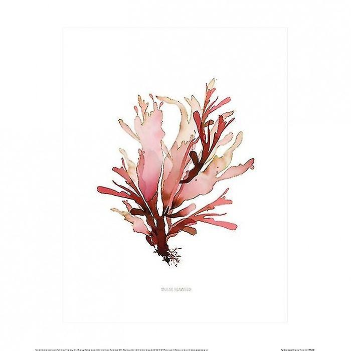 Summer Thornton Dulse Seaweed Poster