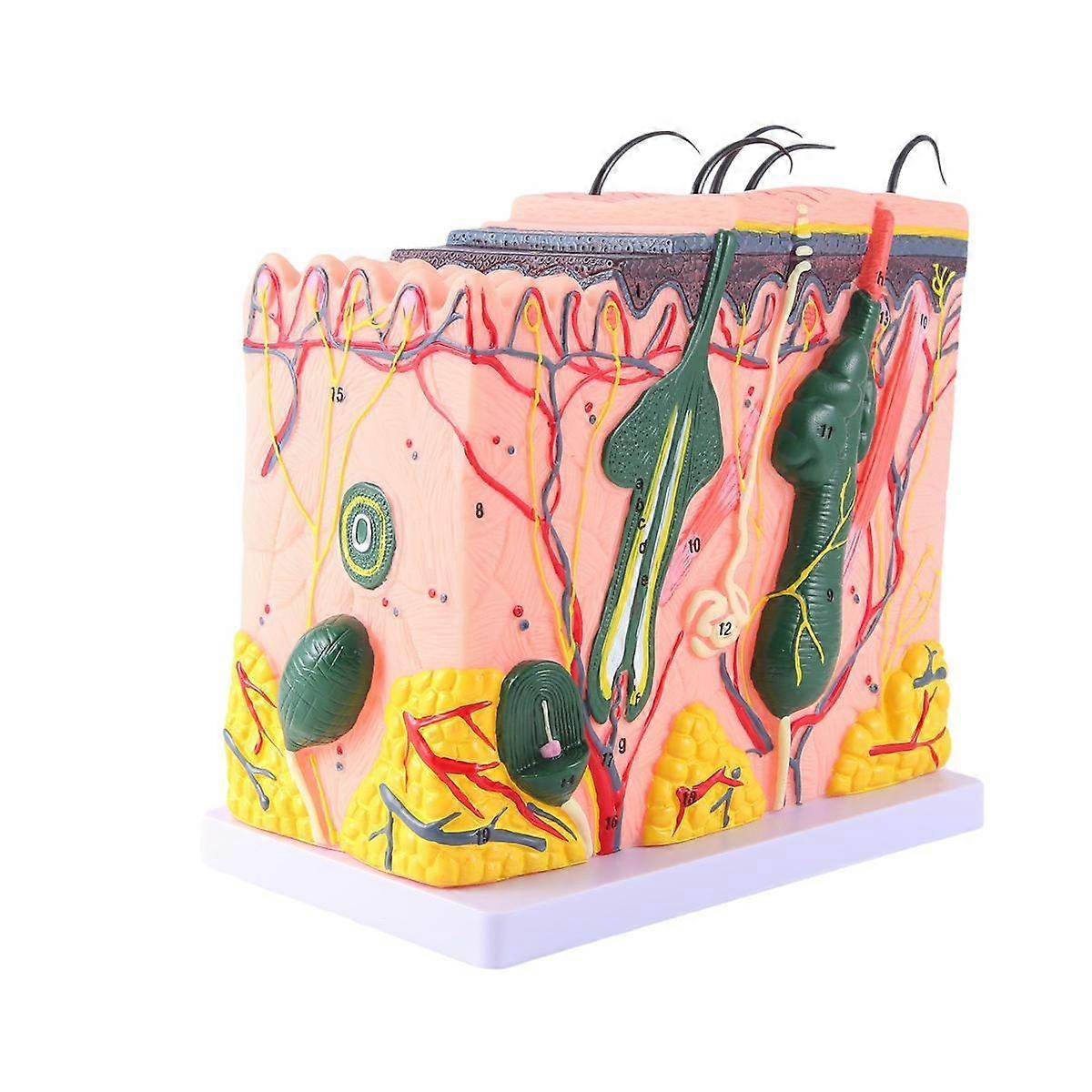 Skin Model Skin Hair Structure Enlarged Model Anatomy Model Scientific Anatomy for Classroom Learning Display Teaching