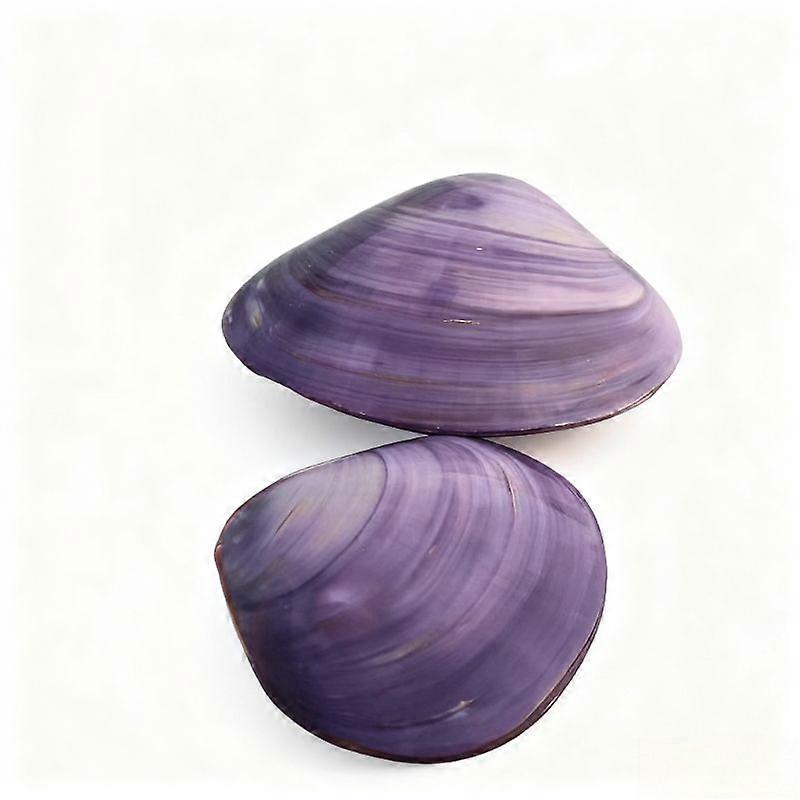 Large Clam Natural Seashell Beach Aquarium Dcor