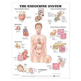 The endocrine system anatomical chart