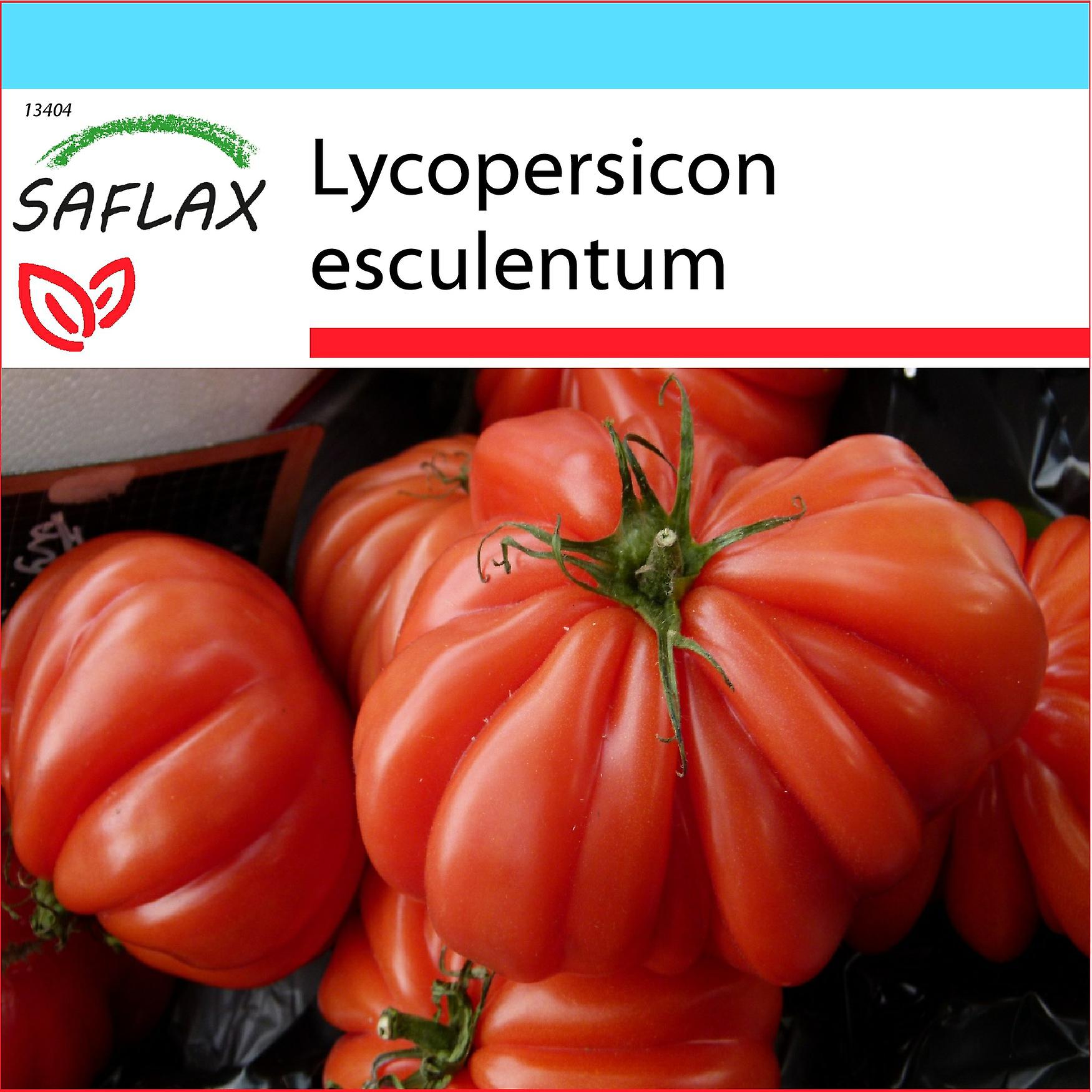 SAFLAX - Albero del pomodoro - 50 semi - Cyphomandra betacea