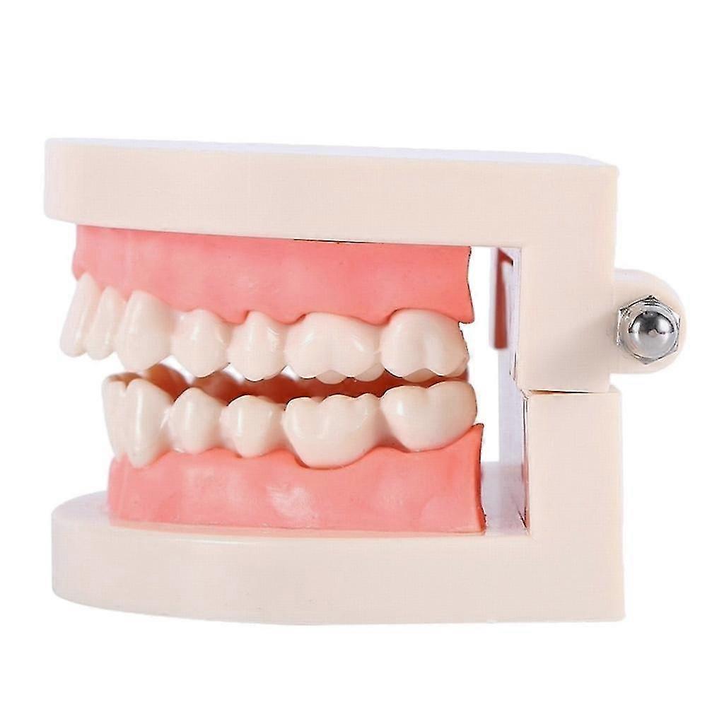 Teeth Teaching Model Standard Teeth Model Adult Teeth Model
