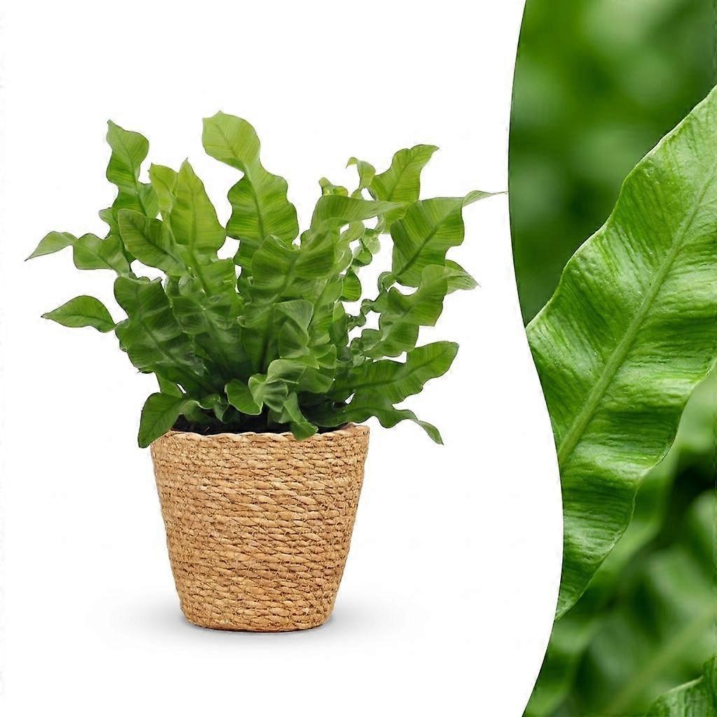 Asplenium Crispy Wave - Asplenium Crispy Wave - met Mand - 30cm - Ø12cm