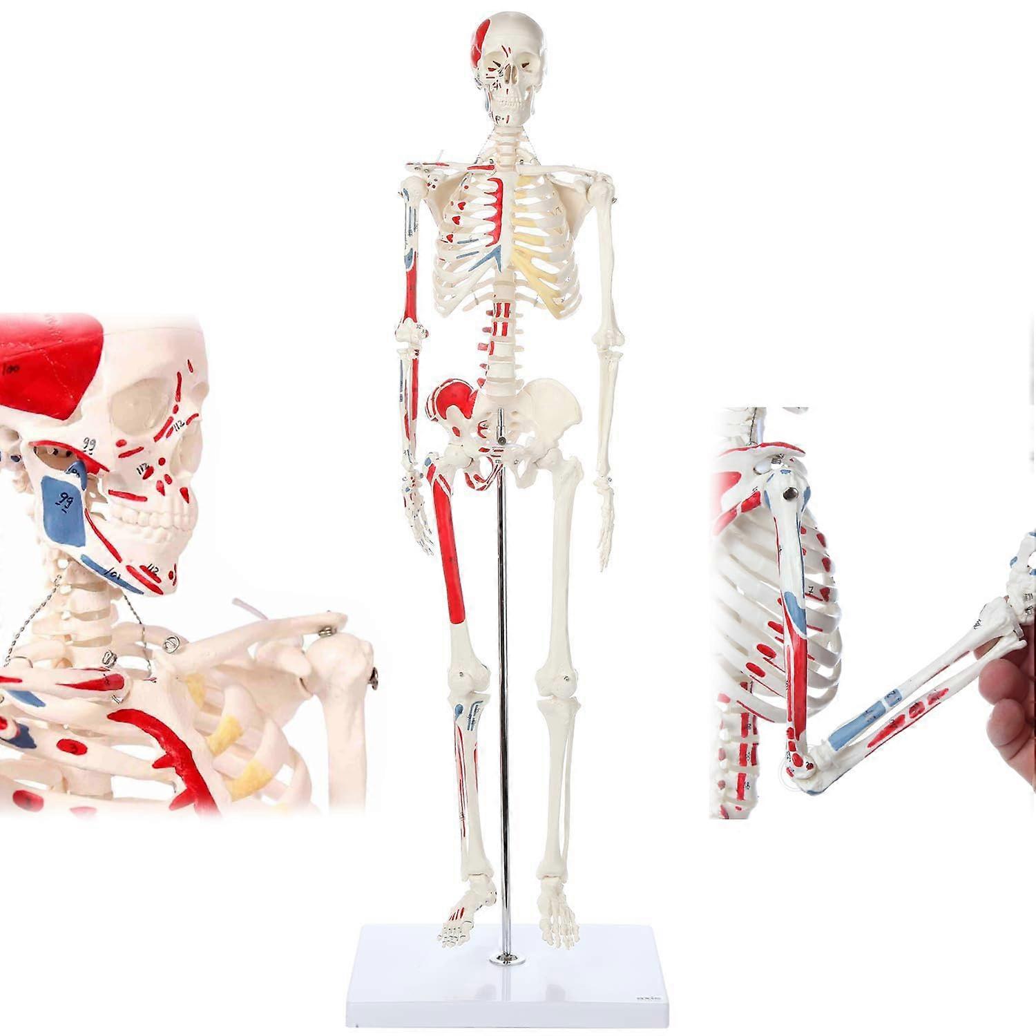 85cm Half Size Human Skeleton Model with Muscles, Movable Limbs and Removable Skull for Medical Study