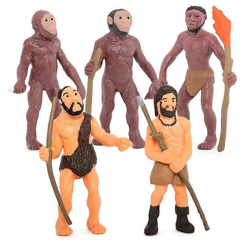 Simulation Human Evolution Models Human Educational Toys for Children