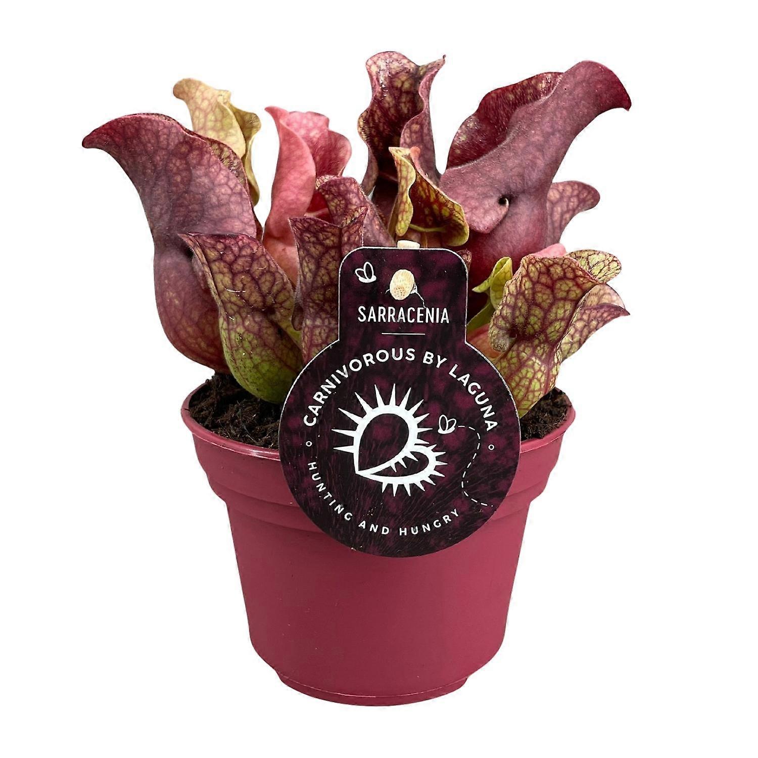 Sarracenia - 20cm - Ø12cm