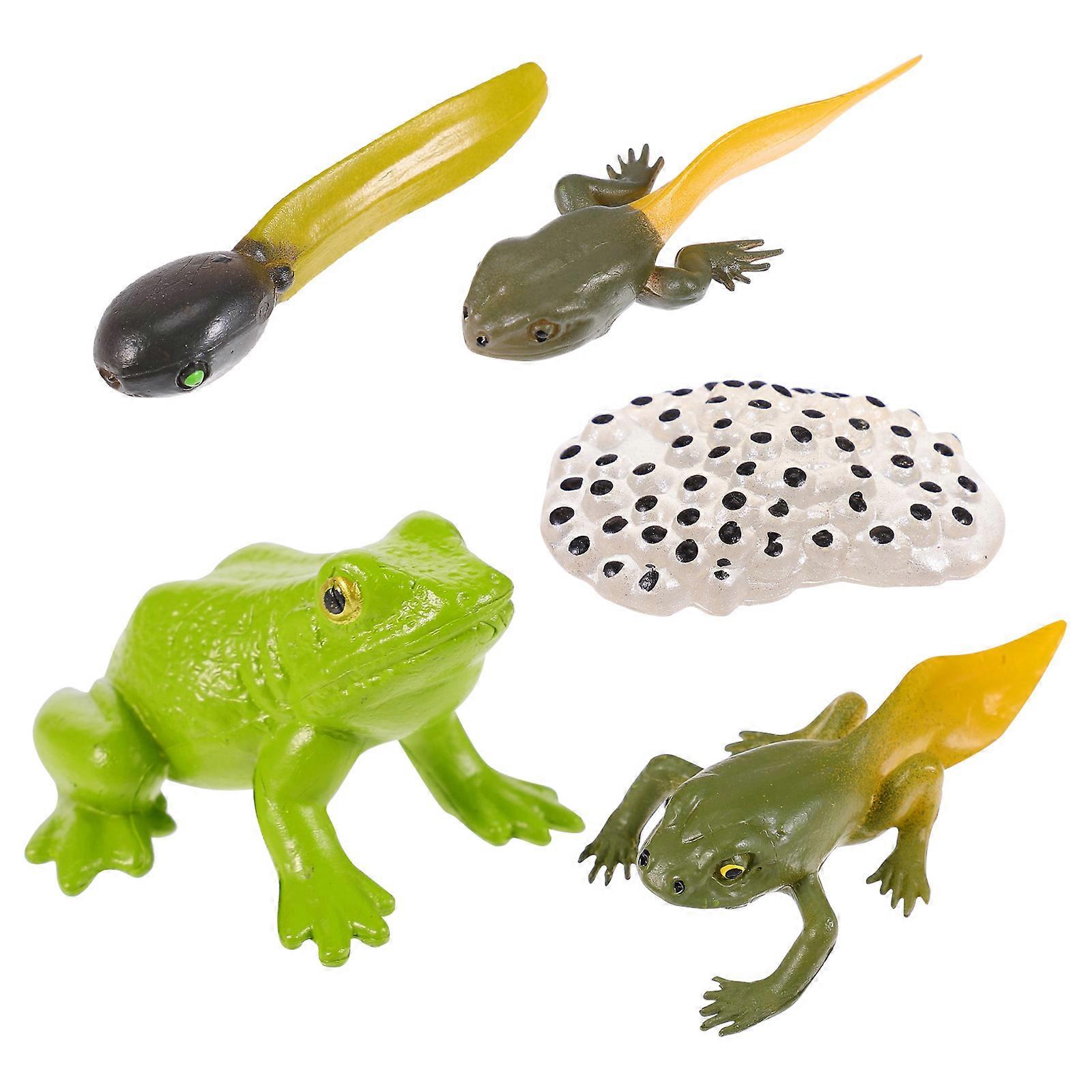 Educational Toys 1 Set Children Biology Growth Cycle Models For Home Use Assorted Color Plastic Skill Development