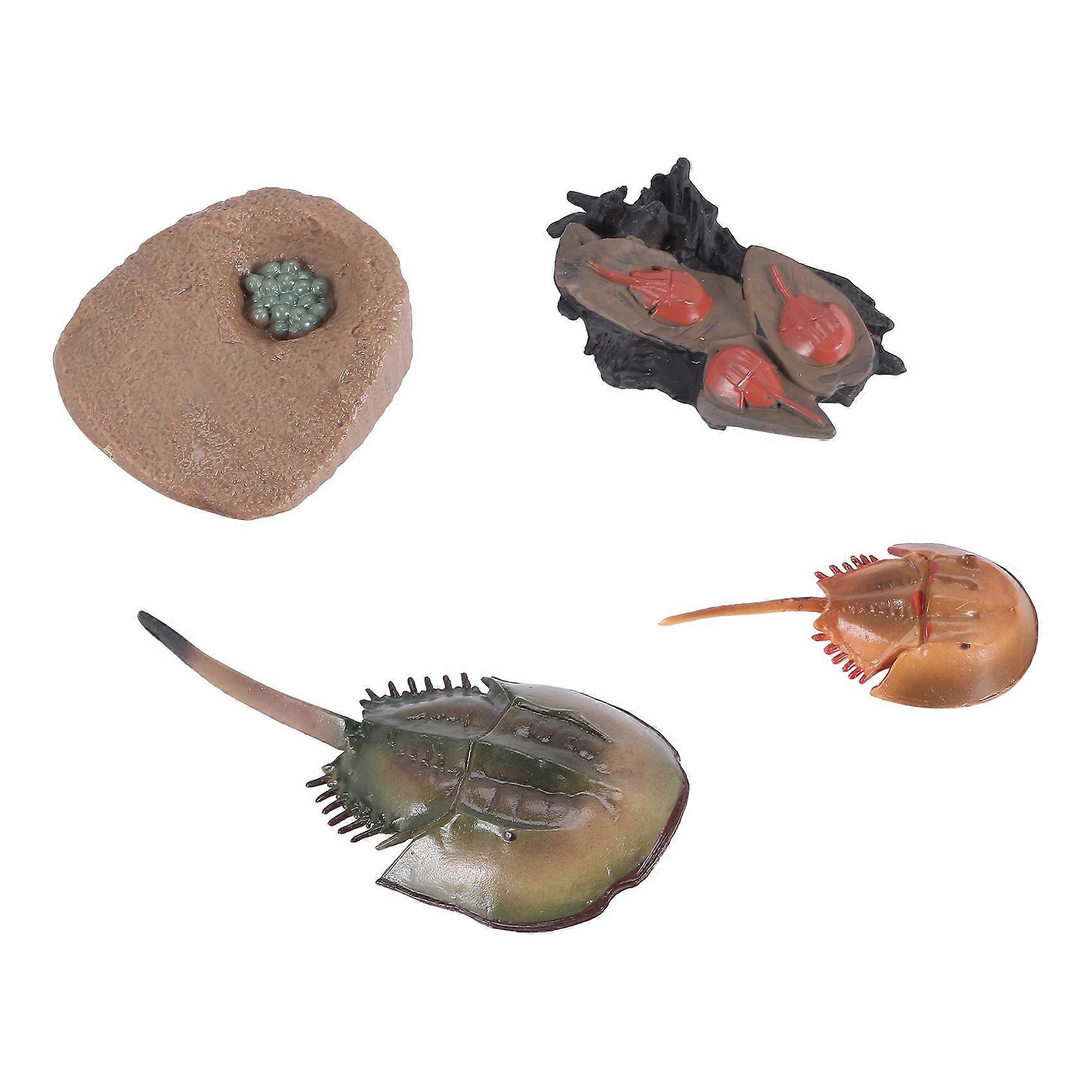 Simulation Horseshoe Crabs Growth Cycle Model,Insect Life Cycle Model