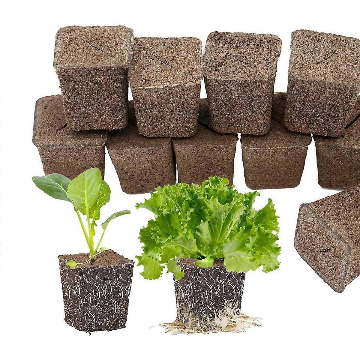 50 Hydroponischer Samenschwamm für Sämlinge, Klone, Stecklinge, fördert die schnelle Bewurzelung von Pflanzen, Blüten