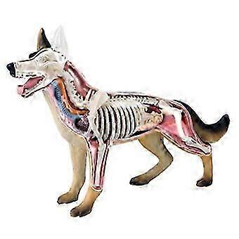 4D Dog Anatomy Assembling Toy, DIY Science Kit, Educational Veterinary Teaching Model STEM Learning Tool