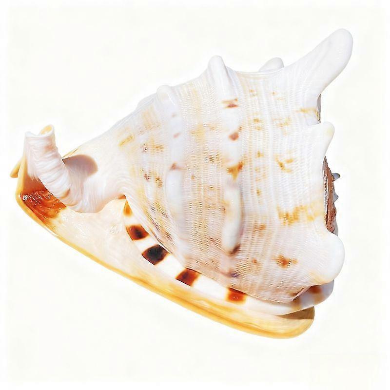 Extra Large Queen Conch Shell For Home Dcor