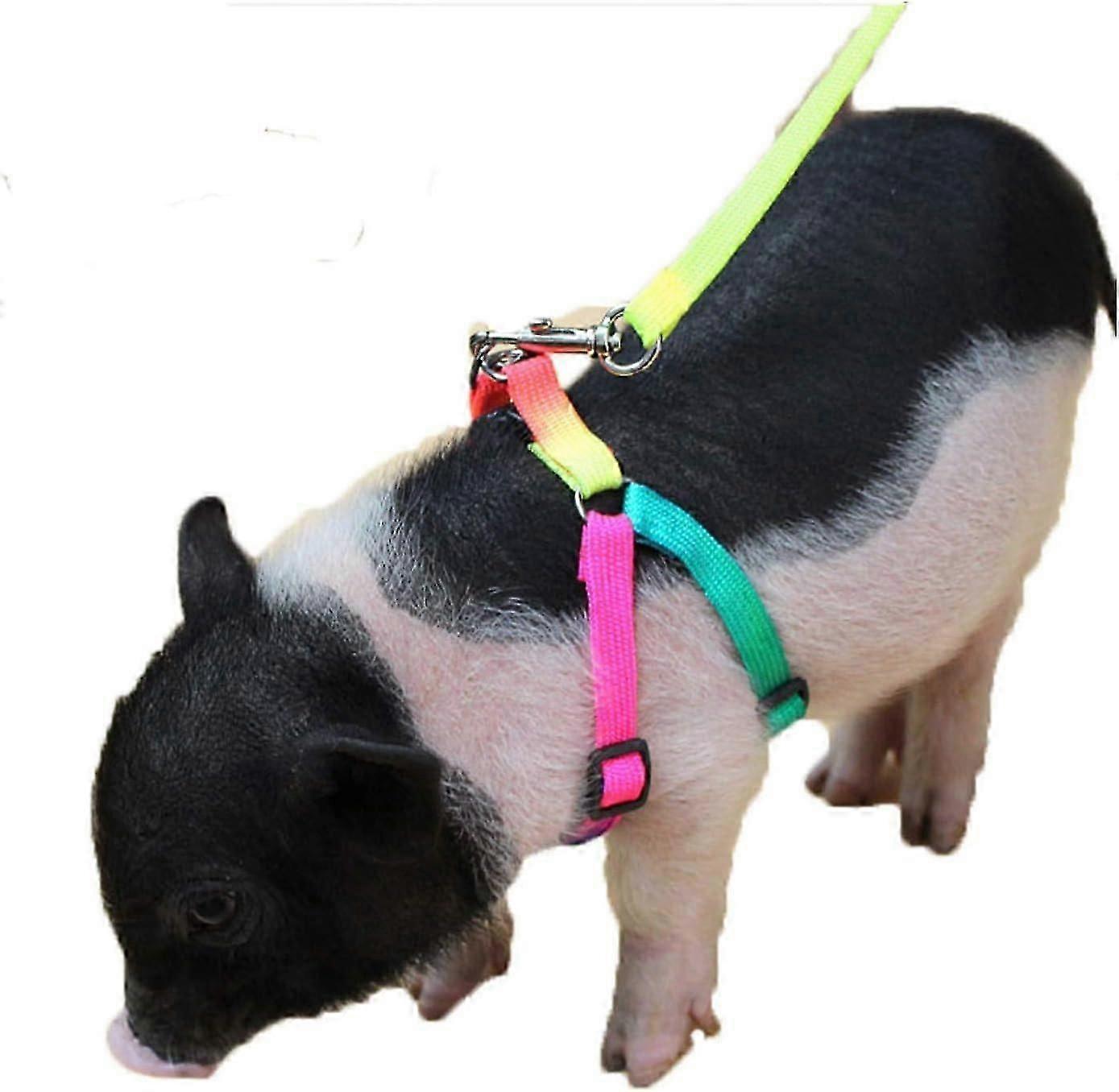 Small Pig Adjustable Harness Leash for Hog Piggy and Other Small Animals -Ferret, Rabbit