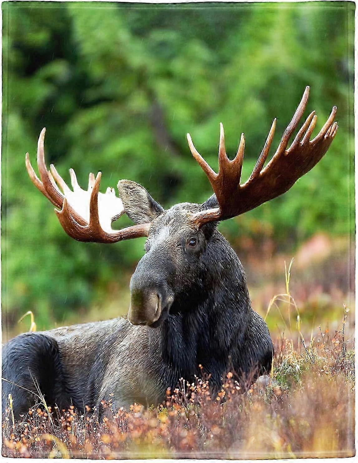 Soft Cozy Fleece Throw Blanket for Couch, Suitable for Moose Deer Theme