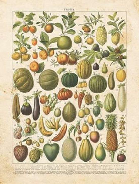 French Fruit Chart Poster