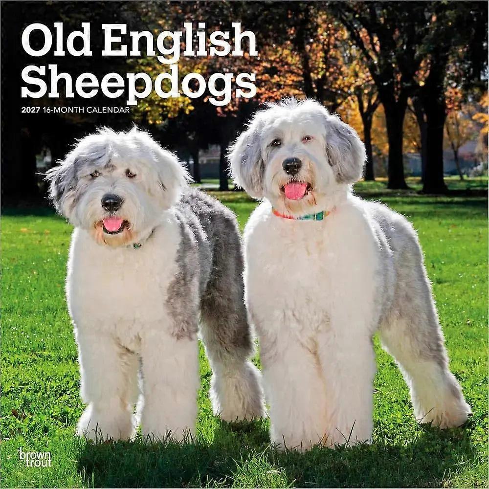 Browntrout Browntrout Bobtail / Old English Sheepdog Calendar 2026