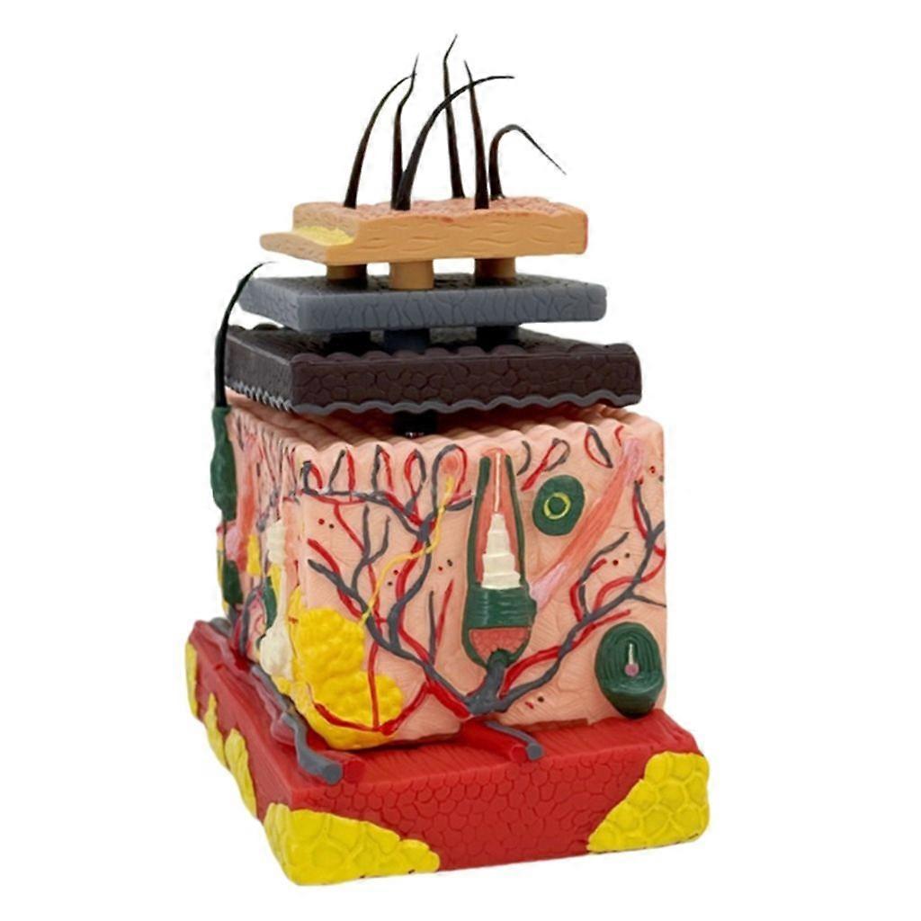 4D Human Anatomical Skin Model Human Skin Tissue Structure Model for Study