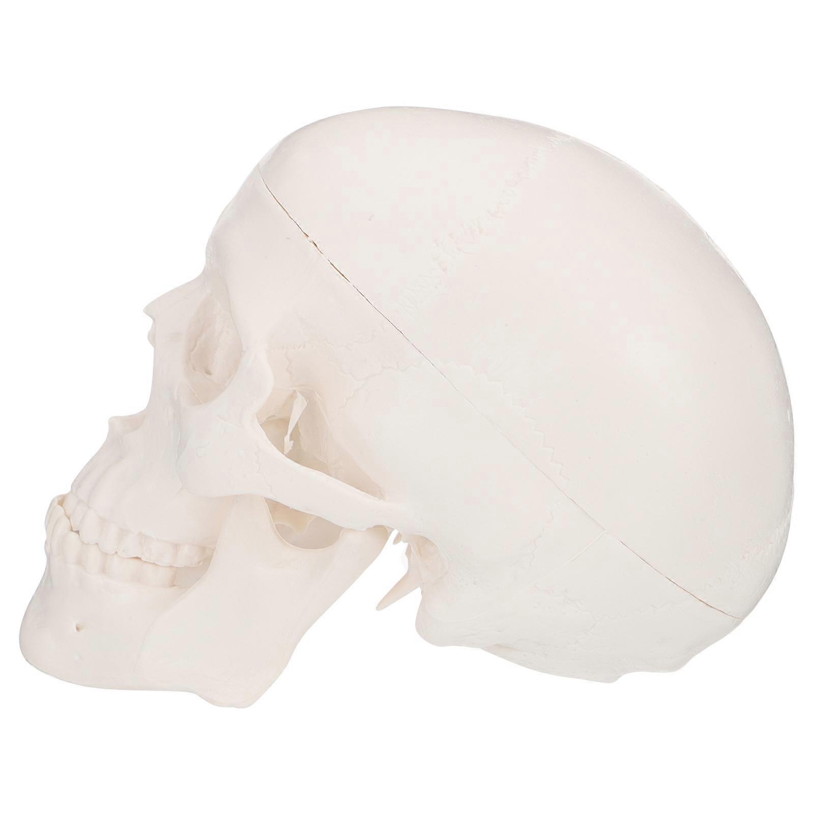 Small Plastic Skull Model For Health Teaching In Hospitals 10X8CM 1Pack