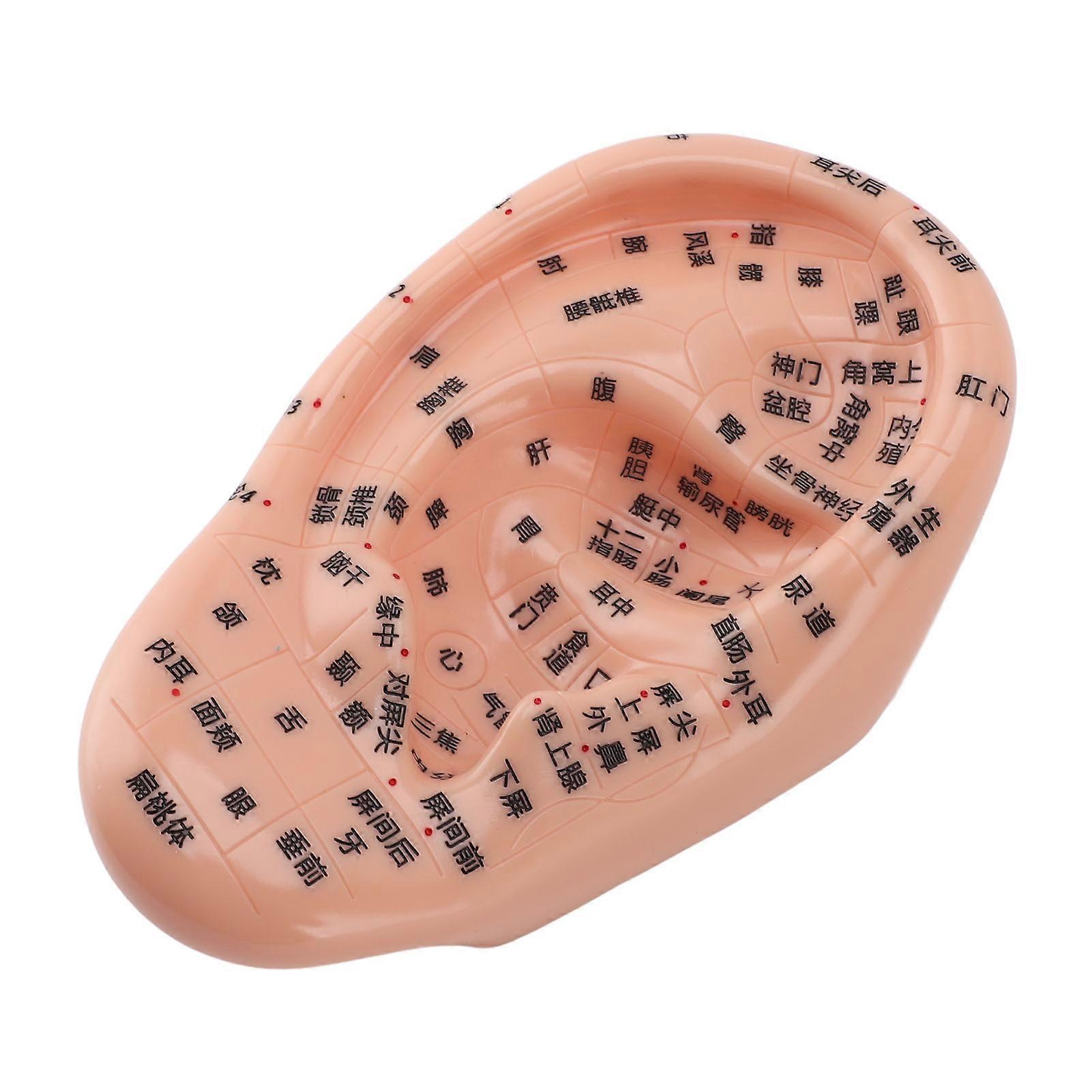 17cm Acupuncture Points Ear Massage Model Ear Zone Massage Model for Teaching Reflexology with Acupoint Chart 