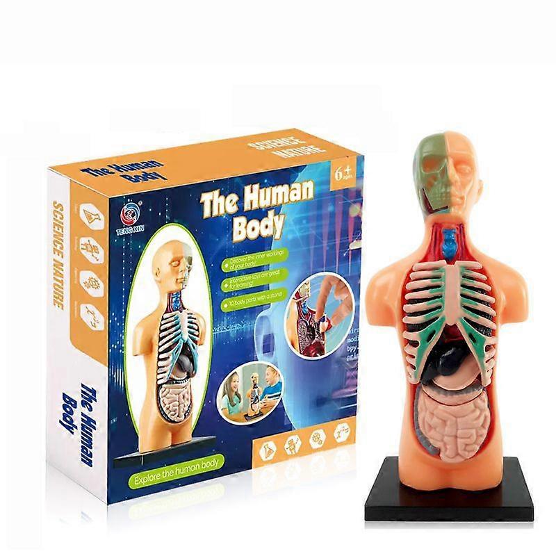 Science Human Body Model Classroom with Removable Organs Learning DIY Toys