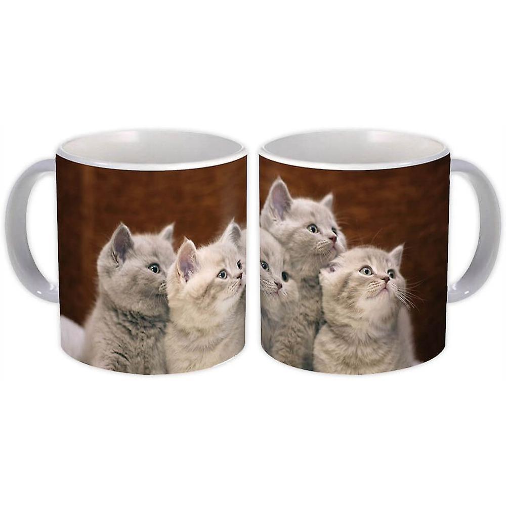 Geschenkbecher: Katze Kätzchen