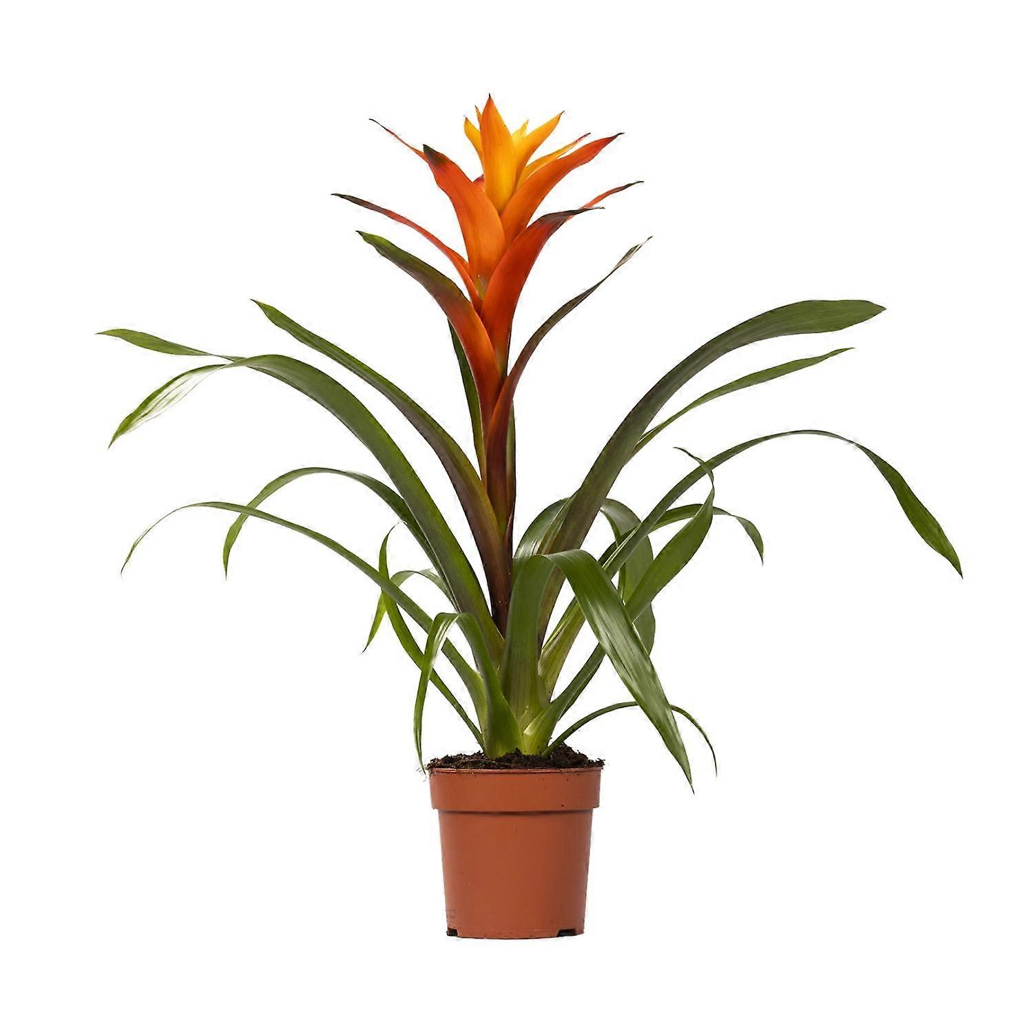 Guzmania Variada - 40-50cm - Ø12cm