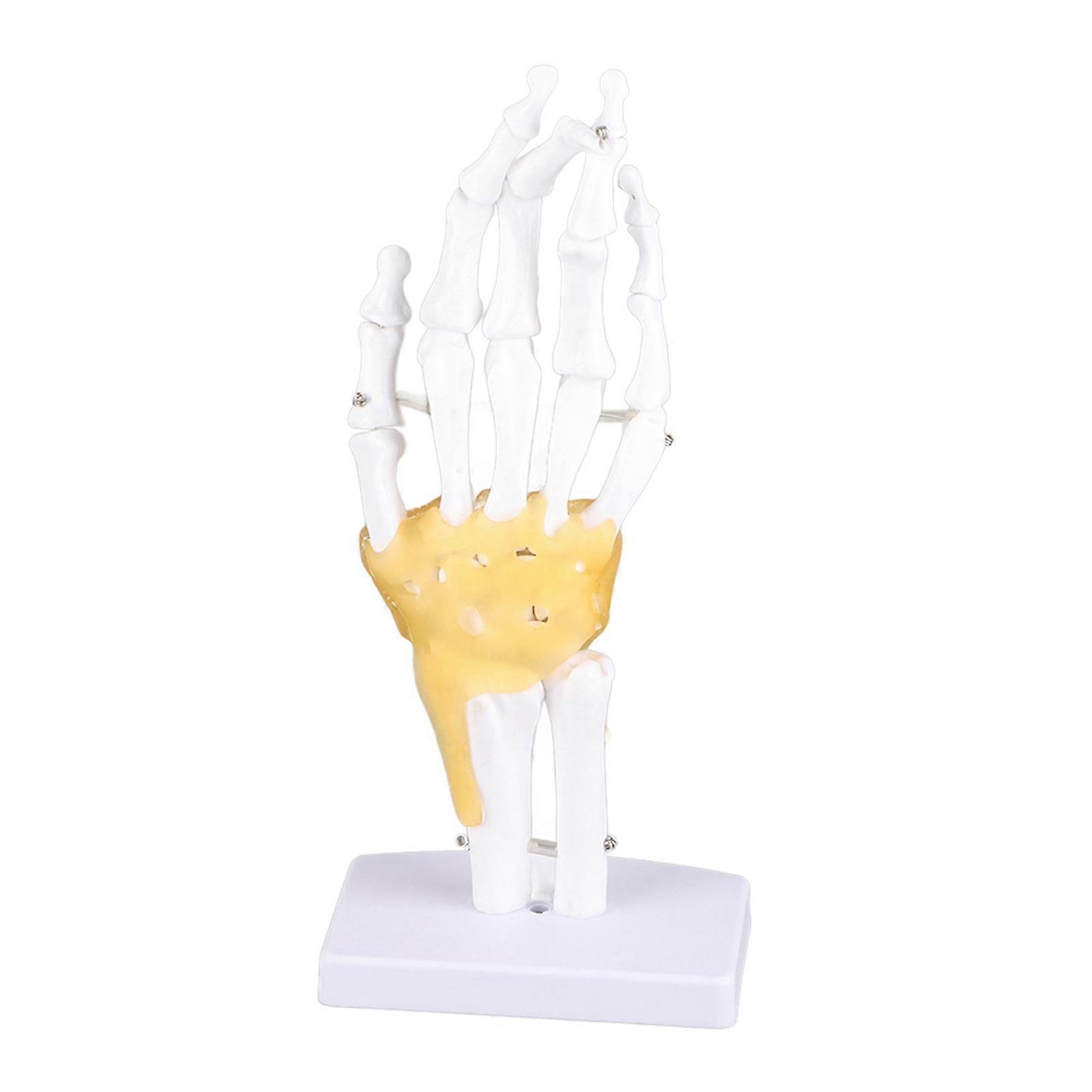 Hand Joint Skeleton Model Detachable Human Hand Teaching Model with Base