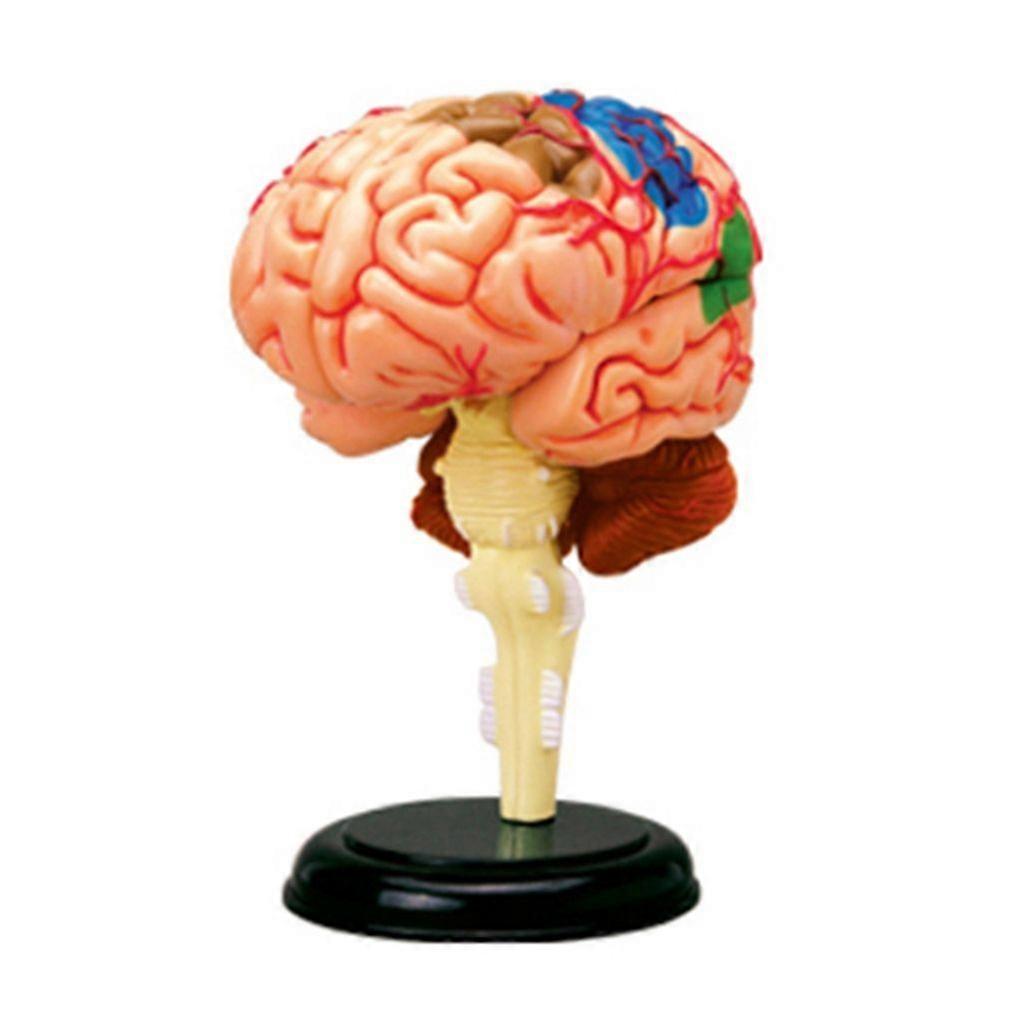 Detachable Human Brain Anatomical Model for Science Research Medical Learning