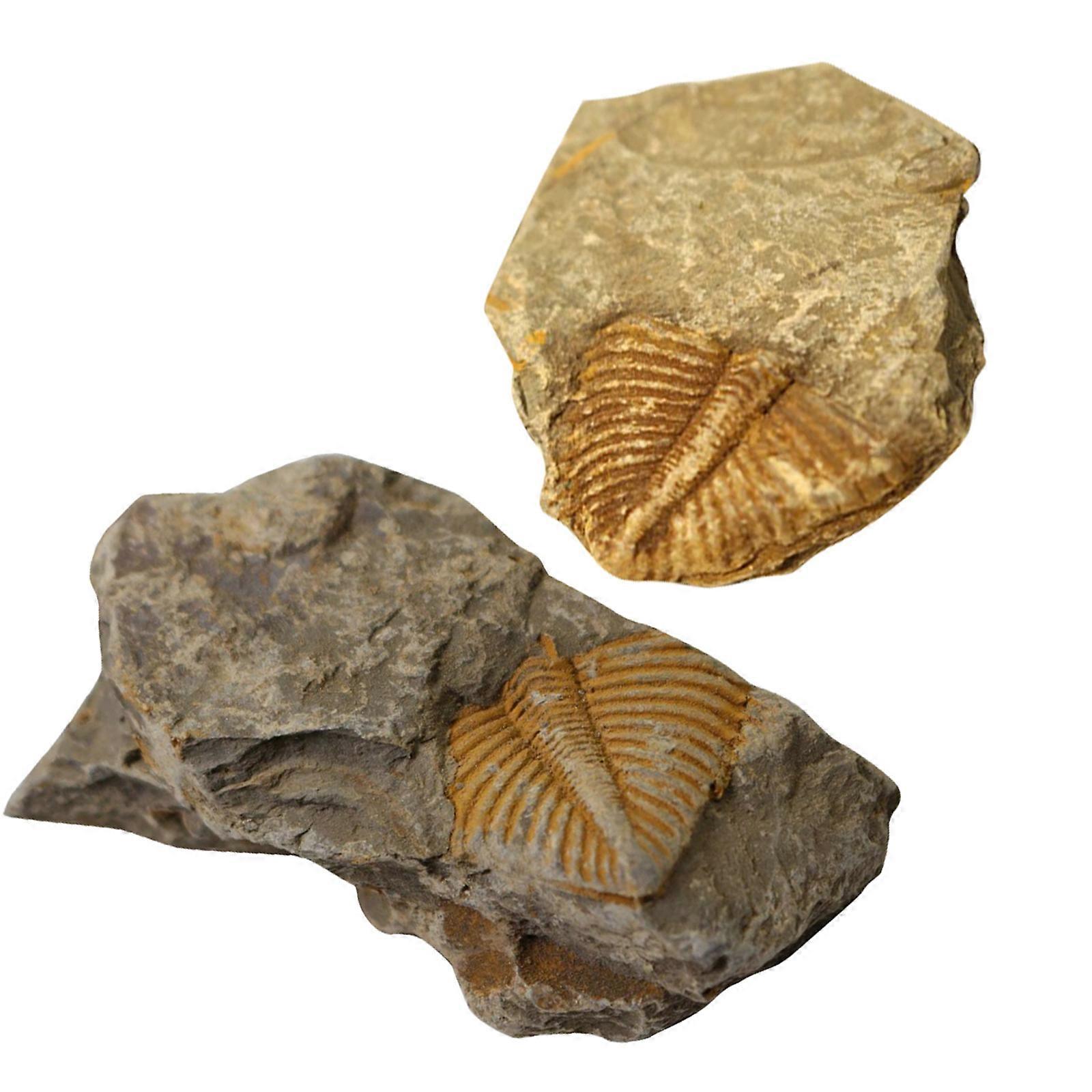 Specimen Trilobite Model for Decoration 2Pcs Paleontology Ornaments