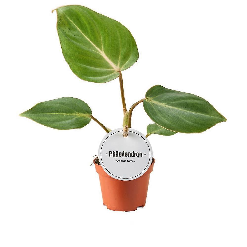 Philodendron gloriosum Ø6cm