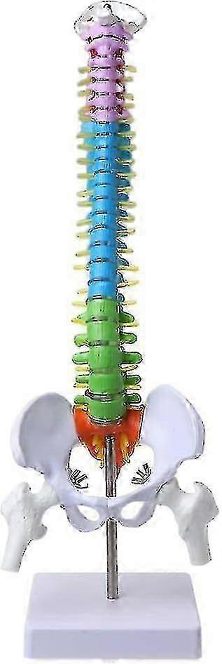 45cm removable spine model for spine and anatomical lumbar curve