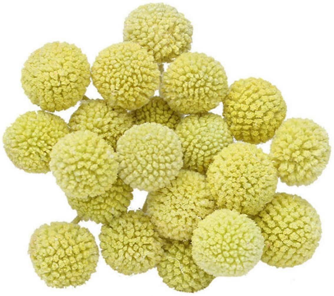 Craspedia Globosa (jaune-vert, 20pcs) Rose 35cm