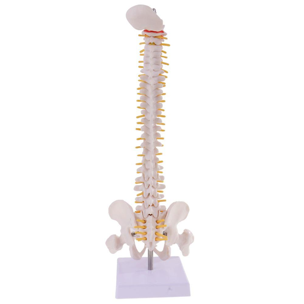 Model Of The Human Spine